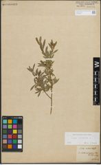 Foto von Salix purpurea L.